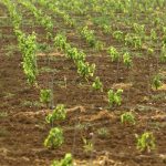 malatinszky_IMG_8749