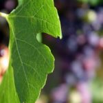 malatinszky_IMG_8787