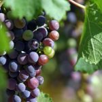 malatinszky_IMG_8789