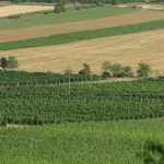 malatinszky_IMG_8818