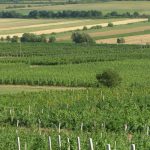 malatinszky_IMG_8821