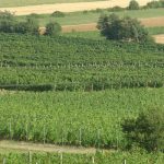 malatinszky_IMG_8825